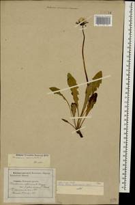 Taraxacum officinale Weber ex F. H. Wigg., Caucasus, Stavropol Krai, Karachay-Cherkessia & Kabardino-Balkaria (K1b) (Russia)