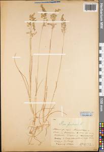 Poa pratensis L., Eastern Europe, North-Western region (E2) (Russia)