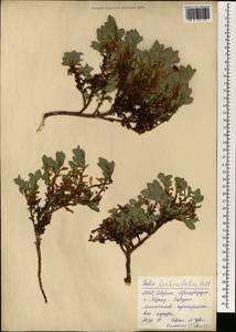 Salix berberifolia Pall., Mongolia (MONG) (Mongolia)