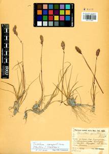 Trisetum spicatum (L.) K.Richt., Siberia, Baikal & Transbaikal region (S4) (Russia)