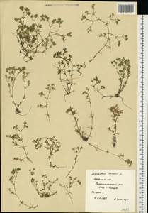 Scleranthus annuus L., Eastern Europe, West Ukrainian region (E13) (Ukraine)