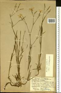 Dianthus superbus L., Eastern Europe, Moscow region (E4a) (Russia)