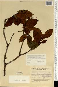 Rhododendron edgeworthii Hook. fil., South Asia, South Asia (Asia outside ex-Soviet states and Mongolia) (ASIA) (China)