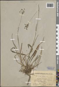 Luzula pilosa (L.) Willd., Caucasus, Stavropol Krai, Karachay-Cherkessia & Kabardino-Balkaria (K1b) (Russia)