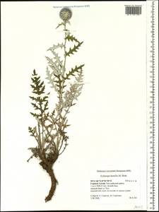 Echinops humilis M. Bieb., Siberia, Altai & Sayany Mountains (S2) (Russia)