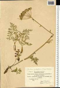 Cnidium cnidiifolium (Turcz.) Schischk., Siberia, Yakutia (S5) (Russia)