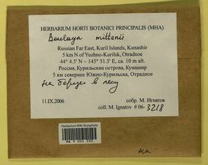 Boulaya mittenii (Broth.) Cardot, Bryophytes, Bryophytes - Russian Far East (excl. Chukotka & Kamchatka) (B20) (Russia)