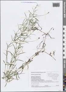 Stellaria palustris (Murray ex Ehrh.) Hoffm., Eastern Europe, Central region (E4) (Russia)