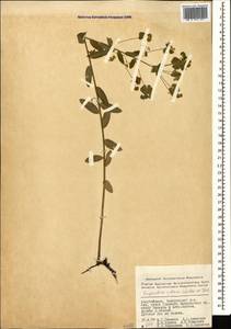 Euphorbia illirica Lam., Caucasus, Azerbaijan (K6) (Azerbaijan)