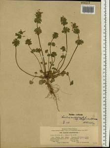 Lamium amplexicaule L., Eastern Europe, South Ukrainian region (E12) (Ukraine)