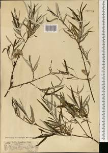 Salix schwerinii E.L.Wolf, Mongolia (MONG) (Mongolia)