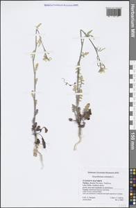 Sisymbrium orientale L., South Asia, South Asia (Asia outside ex-Soviet states and Mongolia) (ASIA) (Turkey)