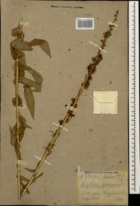 Digitalis ferruginea L., Caucasus, Krasnodar Krai & Adygea (K1a) (Russia)