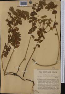 Euphorbia nicaeensis All., Western Europe (EUR) (Hungary)