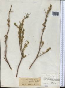Tamarix laxa Willd., Middle Asia, Syr-Darian deserts & Kyzylkum (M7) (Kazakhstan)