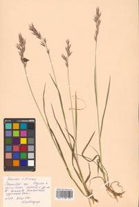 Bromus pumpellianus Scribn., Siberia, Russian Far East (S6) (Russia)