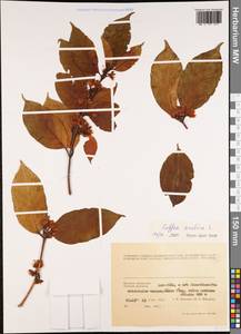 Coffea arabica L., South Asia, South Asia (Asia outside ex-Soviet states and Mongolia) (ASIA) (Vietnam)