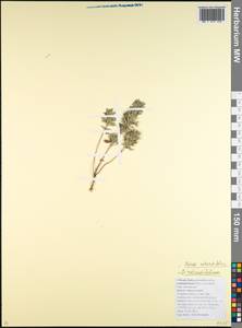Clinopodium graveolens subsp. rotundifolium (Pers.) Govaerts, Caucasus, Krasnodar Krai & Adygea (K1a) (Russia)