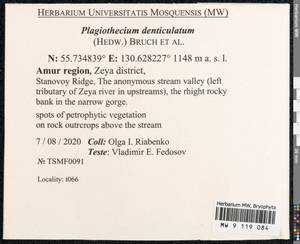 Plagiothecium denticulatum (Hedw.) Schimp., Bryophytes, Bryophytes - Russian Far East (excl. Chukotka & Kamchatka) (B20) (Russia)