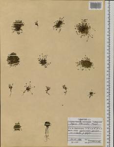 Sagina nivalis (Lindblad) Fr., Siberia, Central Siberia (S3) (Russia)