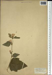 Alcea froloviana (Litv.) Iljin, Siberia (no precise locality) (S0) (Russia)