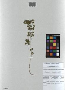 KUZ 001 622, Euphorbia borealis Baikov, Siberia, Altai & Sayany Mountains (S2) (Russia)