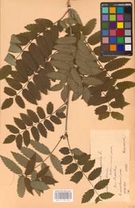 Sorbus aucuparia L., Eastern Europe, Central forest-and-steppe region (E6) (Russia)