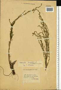 Artemisia campestris, Eastern Europe, Lower Volga region (E9) (Russia)