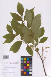Fraxinus pennsylvanica Marshall, Eastern Europe, Moscow region (E4a) (Russia)