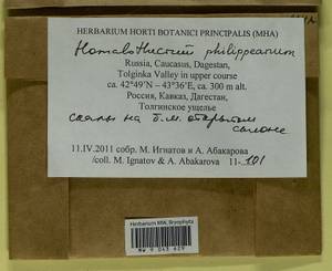 Homalothecium philippeanum (Spruce) Schimp., Bryophytes, Bryophytes - North Caucasus & Ciscaucasia (B12) (Russia)