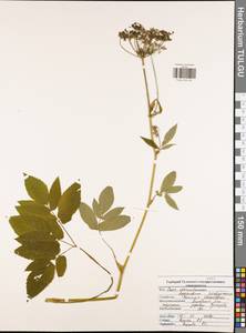Aegopodium podagraria L., Eastern Europe, Central region (E4) (Russia)