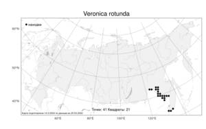 Veronica rotunda Nakai, Atlas of the Russian Flora (FLORUS) (Russia)