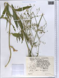 Gypsophila scorzonerifolia Ser., Eastern Europe, Volga-Kama region (E7) (Russia)