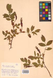 Rosa acicularis Lindl., Siberia, Russian Far East (S6) (Russia)