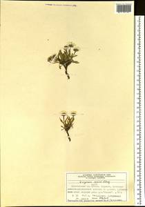 Erigeron muirii A. Gray, Siberia, Central Siberia (S3) (Russia)