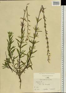 Silene tatarica (L.) Pers., Eastern Europe, Central region (E4) (Russia)