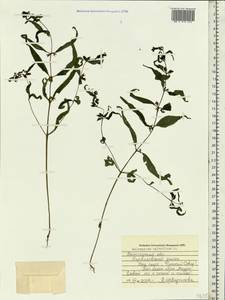 Melampyrum sylvaticum L., Eastern Europe, Northern region (E1) (Russia)