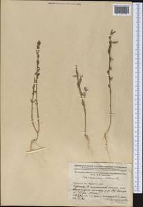Chenopodium album L., Middle Asia, Northern & Central Kazakhstan (M10) (Kazakhstan)