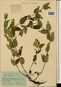 Nepeta grandiflora M.Bieb., Caucasus, Stavropol Krai, Karachay-Cherkessia & Kabardino-Balkaria (K1b) (Russia)