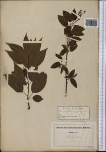 Prunus pensylvanica L. fil., America (AMER) (United States)