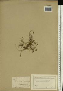 Limosella aquatica L., Eastern Europe, Moscow region (E4a) (Russia)