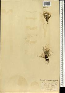 Arctogeron gramineum (L.) DC., Mongolia (MONG) (Mongolia)