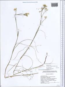 Eremogone longifolia (Bieb.) Fenzl, Eastern Europe, Central forest-and-steppe region (E6) (Russia)