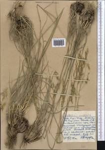 Piptatherum songaricum (Trin. & Rupr.) Roshev., Middle Asia, Western Tian Shan & Karatau (M3) (Kazakhstan)