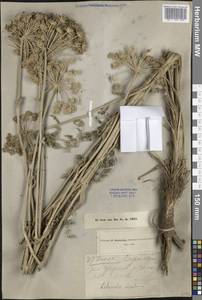 Seseli libanotis subsp. libanotis, South Asia, South Asia (Asia outside ex-Soviet states and Mongolia) (ASIA) (Turkey)