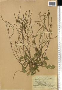 Diplotaxis muralis (L.) DC., Eastern Europe, Moscow region (E4a) (Russia)