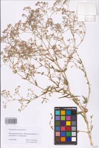 Gypsophila paniculata L., Eastern Europe, Lower Volga region (E9) (Russia)