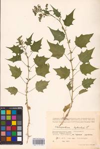 Chenopodiastrum hybridum (L.) S. Fuentes, Uotila & Borsch, Eastern Europe, Lower Volga region (E9) (Russia)