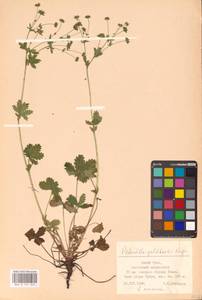 Potentilla thuringiaca Bernh. ex Link, Eastern Europe, Eastern region (E10) (Russia)