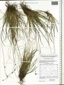 Carex capillaris subsp. fuscidula (V.I.Krecz. ex T.V.Egorova) Á.Löve & D.Löve, Siberia, Russian Far East (S6) (Russia)